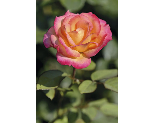 Närbild av en ros med gula kronblad och rosa kanter.