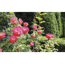 Blommande rosenbuskar i en ljus trädgård framför en fond av täta barrträd.