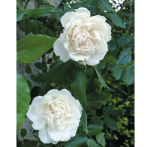 Två vita fyllda rosor i full blom med gröna blad.