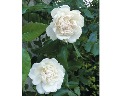 Två vita fyllda rosor i full blom med gröna blad.
