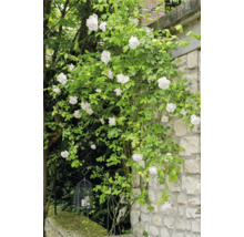 Klätterros med vita blommor mot en ljus naturstensvägg i trädgården, bredvid en dekorativ metalllykta i form av en fågelbur.