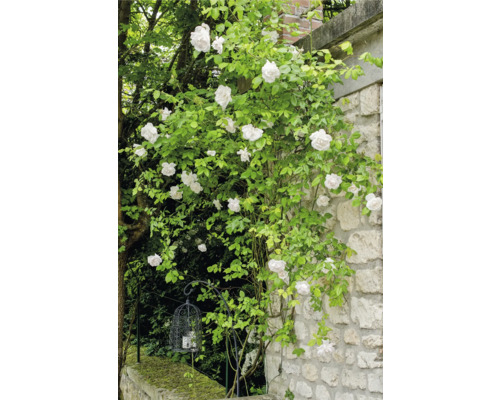 Klätterros med vita blommor mot en ljus naturstensvägg i trädgården, bredvid en dekorativ metalllykta i form av en fågelbur.