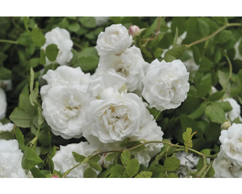 Vita rosor med fyllda blommor och gröna blad på en rosenbuske.
