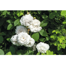 Vita rosor med många kronblad och gröna blad.