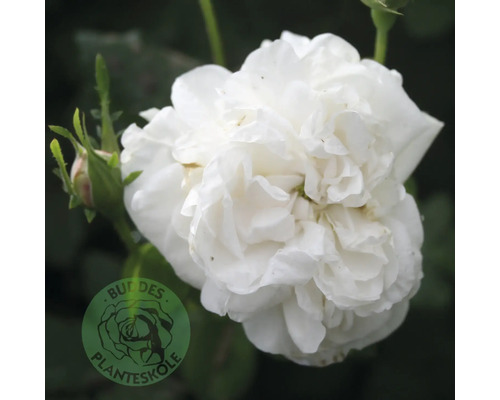 Buskros OMNIA GARDEN Rosa 'Mme Plantier' (Alba-Gruppen) 1-pack Fylld vit ros med en knopp. Buddes Planteskole Logo.
