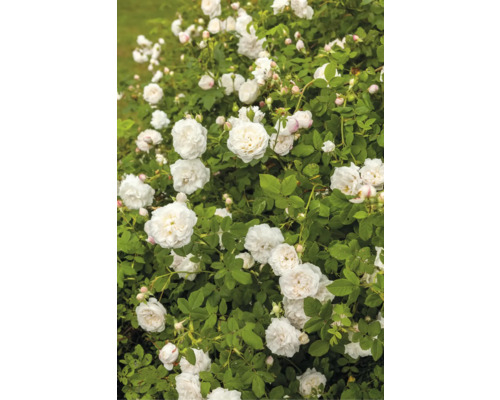 Rosenbuske med många vita rosor i full blom, gröna blad och knoppar.