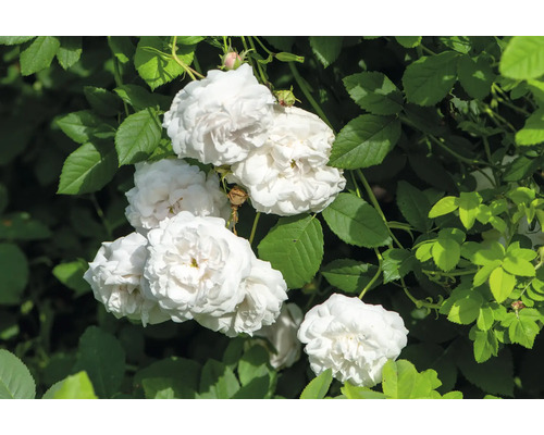 Vita rosor med många kronblad och gröna blad.