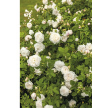 Rosenbuske med många vita rosor i full blom, gröna blad och knoppar.