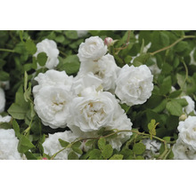 Vita rosor med fyllda blommor och gröna blad på en rosenbuske.