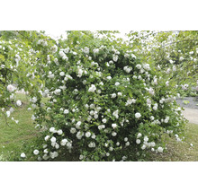 Stor rosenbuske med många vita blommor och gröna blad i en trädgård.