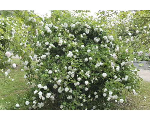 Stor rosenbuske med många vita blommor och gröna blad i en trädgård.