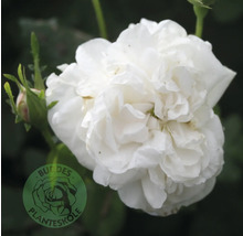 Fylld vit ros med en knopp. Buddes Planteskole Logo.