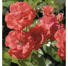 Närbild på blommande orangeröda rosor med gröna blad och knoppar.