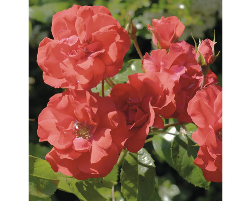 Närbild på blommande orangeröda rosor med gröna blad och knoppar.