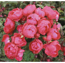 Närbild av blommande rosa rosor med vattendroppar på kronbladen. Buddes Planteskole Logo.