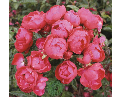 Ros OMNIA GARDEN Rosa Morsdag (Miniatyrros-Gruppen) 1-pack Närbild av blommande rosa rosor med vattendroppar på kronbladen. Buddes Planteskole Logo.