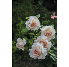 Flera rosor med gräddvita kronblad och ljusrosa mitt på en rosenbuske med gröna blad i en trädgård.