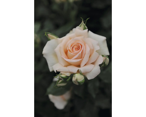 Persikofärgad ros i full blom med flera knoppar.