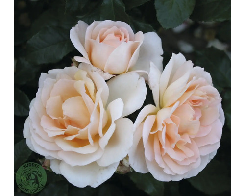 Tre krämvita rosblommor med persikofärgad mitt framför mörkt bladverk och Buddes Planteskole Logo.