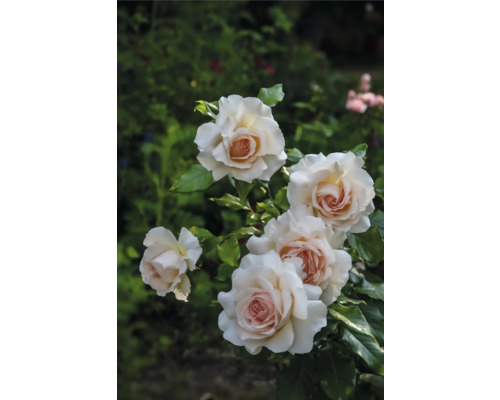 Flera rosor med gräddvita kronblad och ljusrosa mitt på en rosenbuske med gröna blad i en trädgård.