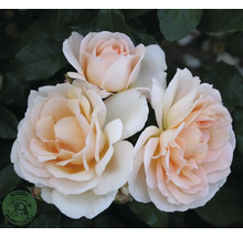 Tre krämvita rosblommor med persikofärgad mitt framför mörkt bladverk och Buddes Planteskole Logo.