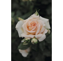 Persikofärgad ros i full blom med flera knoppar.