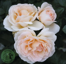 Närbild av krämvita rosblommor med persikofärgad mitt och gröna blad. Buddes Planteskole Logo.