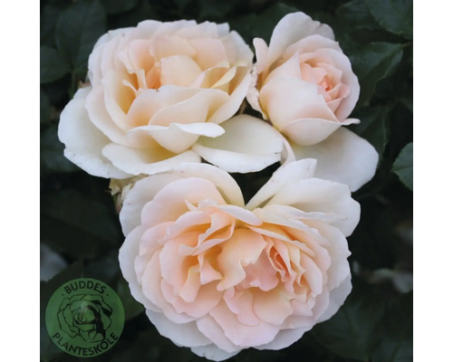 Närbild av krämvita rosblommor med persikofärgad mitt och gröna blad. Buddes Planteskole Logo.