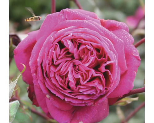 Närbild av en rosa fylld ros med daggdroppar på kronbladen och en blomfluga.