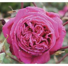 Närbild av en rosa fylld ros med daggdroppar på kronbladen och en blomfluga.