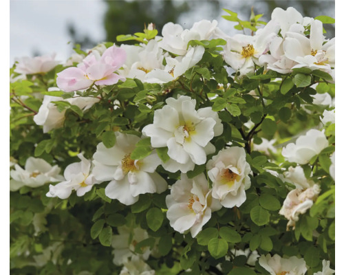Blommande vita rosor med gul mitt och gröna blad.