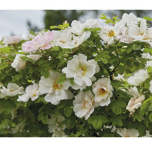 Blommande vita rosor med gul mitt och gröna blad.