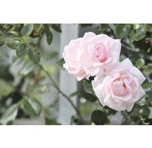 Ljusrosa rosenblommor med gröna blad.