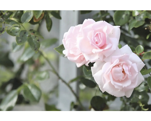 Ljusrosa rosenblommor med gröna blad.
