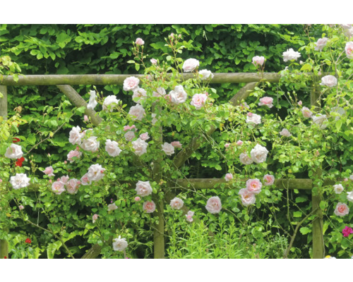 Klätterros med ljusrosa blommor på en spaljé av trä framför en grön häck.