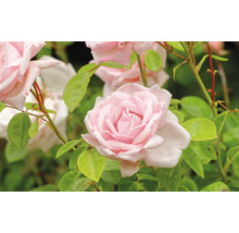 Blommande rosa rosor med gröna blad.