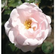 Ljusrosa ros med gul mitt och gröna blad.