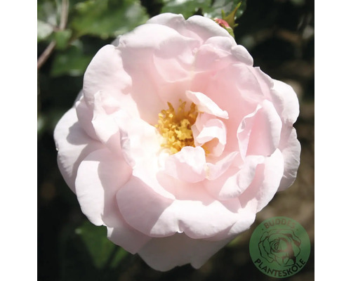 Ros OMNIA GARDEN Rosa 'New Dawn' (Wichurana-Gruppen) 1-pack Ljusrosa ros med gul mitt och gröna blad.