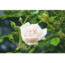 Ljusrosa rosenblomma med gröna blad och knoppar på en rosenbuske i en trädgård.