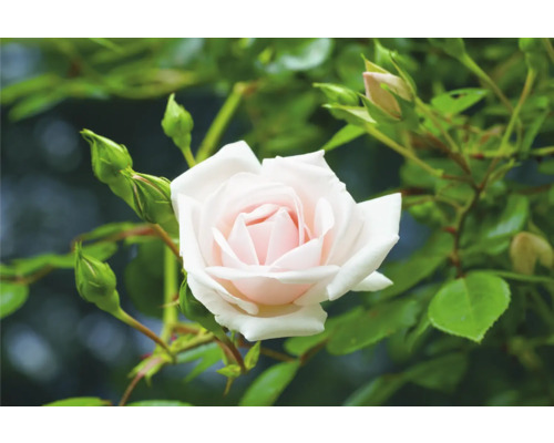 Ljusrosa rosenblomma med gröna blad och knoppar på en rosenbuske i en trädgård.