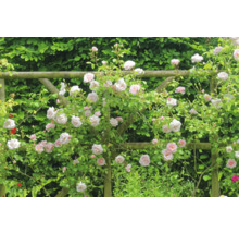 Klätterros med ljusrosa blommor på en spaljé av trä framför en grön häck.