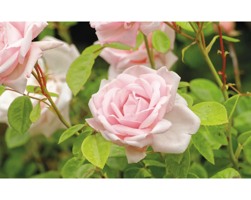 Blommande rosa rosor med gröna blad.