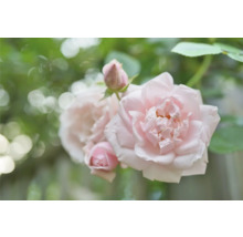 Ljusrosa blommande ros med knoppar och gröna blad.