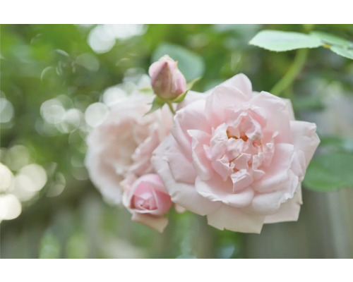 Ljusrosa blommande ros med knoppar och gröna blad.