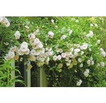 Blommande klätterros med vita blommor på en husvägg och vid ett fönster i trädgården.