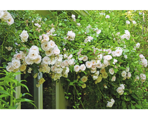 Blommande klätterros med vita blommor på en husvägg och vid ett fönster i trädgården.