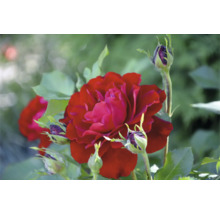 Närbild på en blommande röd ros med flera knoppar och gröna blad.