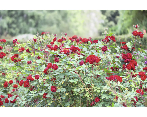 En tät rosenbuske med många röda blommor och gröna blad i en ljus trädgård.
