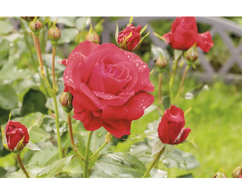 Blommande röd ros med vattendroppar på kronbladen och flera knoppar i en trädgård.