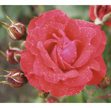 Blommande röd ros med vattendroppar på kronbladen och slutna knoppar.